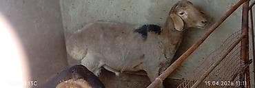 собаки таксы: Продаю | Баран (самец) | Для разведения — 1