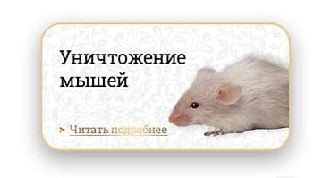 против камаров: Дезинфекция, дезинсекция, | Блохи, Клопы, Обработка деревьев, | Дворы, Дома, Квартиры — 1