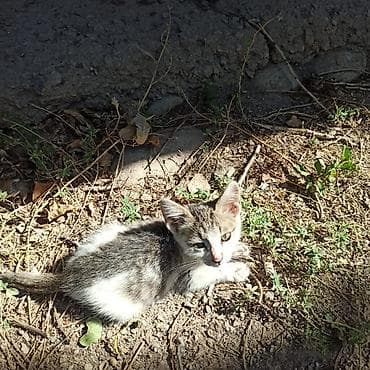 Мышыктар: Котята возраст - 1 месяц. Приучены к туалету. Ласковые, веселые — 4