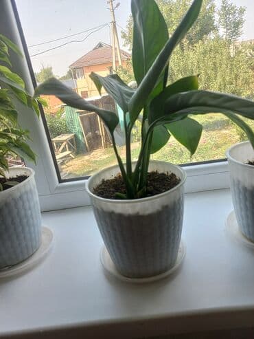 купить саженцы цветов в бишкеке: Молодой саженец лимона с зелеными листьями, посаженный в белый — 8