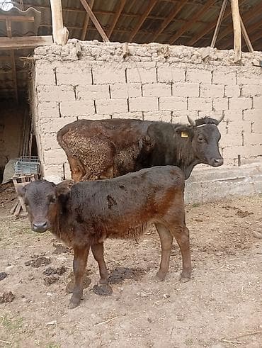 немецкий овчарка щенки: Продаю | Корова (самка) | Для молока | После отела — 1