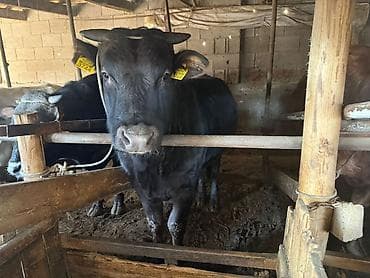 кролик баран: Продаю | Бык (самец) | Полукровка | На откорм | Привязанные — 9