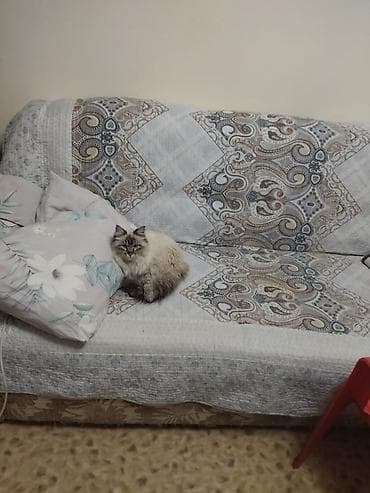 русская белая кошка: Кот в добрые руки. Пушистый котик с — 3