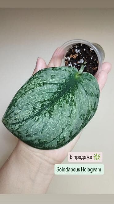 эпипремнум золотистый: В продаже ❇️ Hoya Polyneura Variegata, Hoya Coriacea Silver — 3