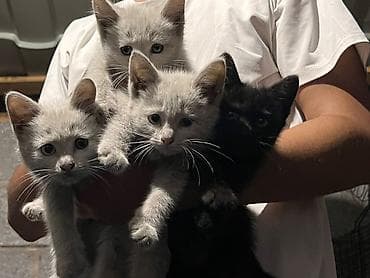 фри пир: Котята- 3-4 месяца, зубы присутствуют, 3белых и 1 черная, пол-2муж; — 1