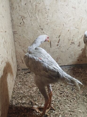 продам сельхоз животных: Дакан ак жожо короз сатылат активный алмашу жолдору бар адрес Бишкек — 2