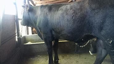 силос для коров: Продаю | Бык (самец) | На забой — 4