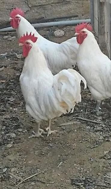 Продаю цыплят белого и черного австралопа