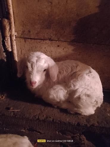 голуби птица: Продаю | Козлёнок | Зааненская | Для разведения — 3