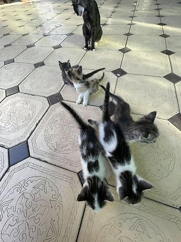 Котята, помет из нескольких малышей разной окраски: - два бело-черных at lalafo.kg Котята, помет из нескольких малышей разной окраски: - два бело-черных