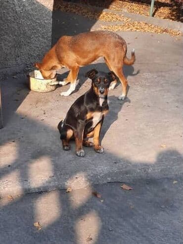 заберу собаку бесплатно: Собака даром: Дворняжка, 4 месяца, Самка — 2