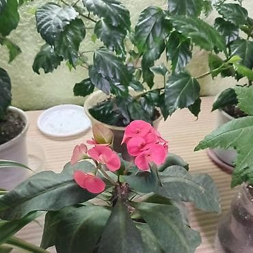 комнатная роза: Хлорофитум и гибискус (китайская роза) в горшках - Хлорофитум — 8