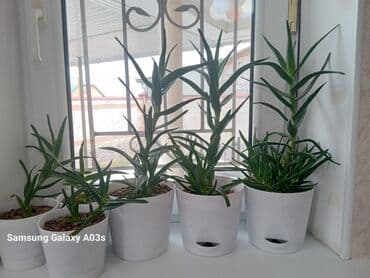 Большие по 400 сомов Маленькие по 200 сом Всё как на фото выглядит, в