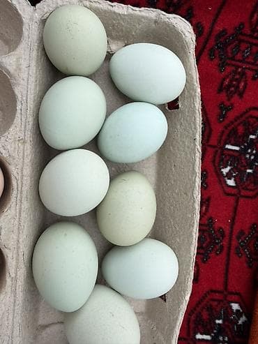 дикор: Продаю инкубационные яйца китайской породы Ухэйли (Wu Hei Li) / Угу — 1