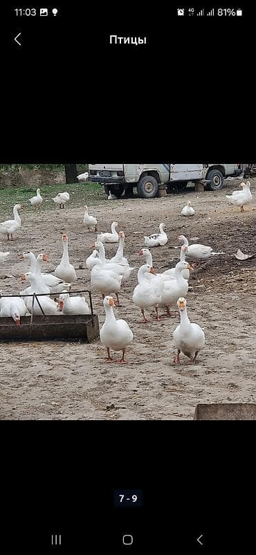 Животные: В наличии около100шт свежие инкубационные яйца ГУСИНЫЕ, порода — 8