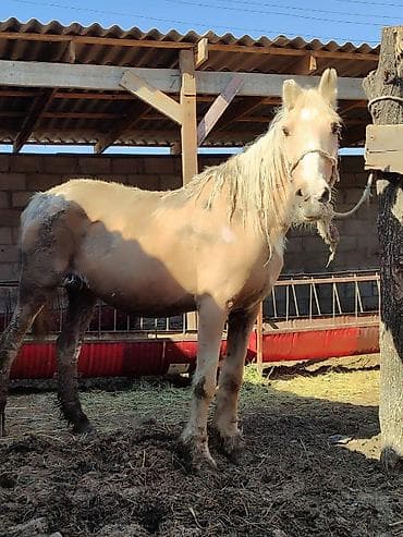 собака бульдог: Продаю | Кобыла (самка) | Рабочий | Мерин — 6