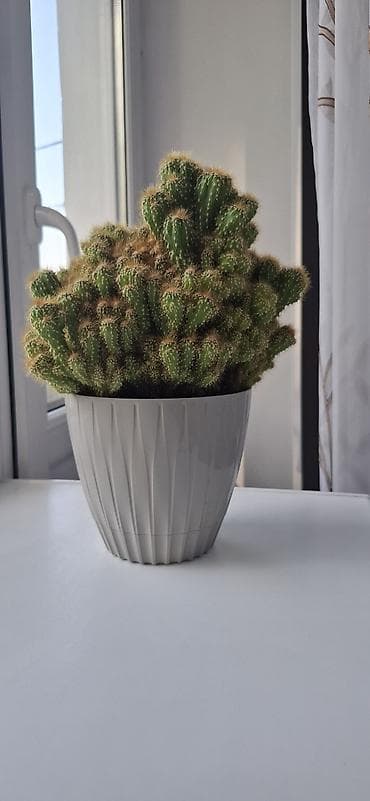 Канцтовары: Декор для дома и сада, Самовывоз — 6