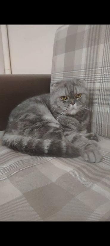 шотландский котята: Кошка даром: Скотиш Фолд (Шотландская вислоухая), 5 лет, Девочка, Кастрирована, Приучена к лотку, Проглистована — 2