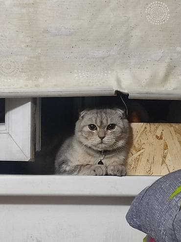 кошка вислоухие: Скотиш Фолд (Шотландская вислоухая), 1 год, Мальчик, Приучена к лотку — 2