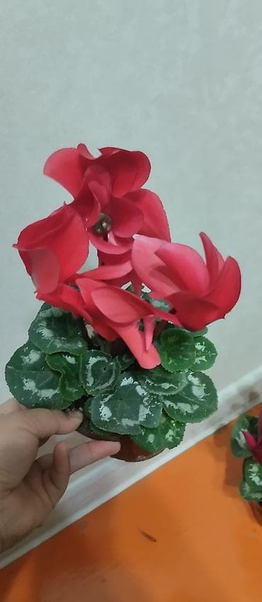 купить комнатные цветы в бишкеке дёшево: Комнатные растения в горшках: 1) Спатифиллум (женское счастье) - — 6