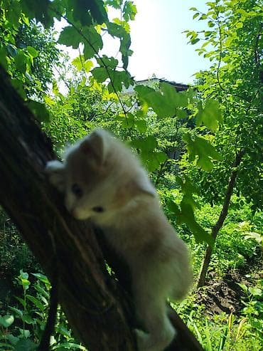 кошка купить бишкек: Продаються котята — 1