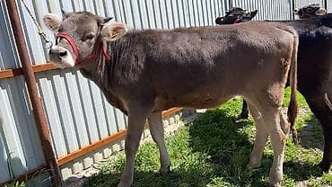 матки пчел: Продаю | Тёлка | На откорм | Отела не было — 7