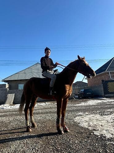 А/ч жаныбарлары үчүн тоюттар: Лошадь гнедой масти с экипировкой для верховой езды. Основные — 2