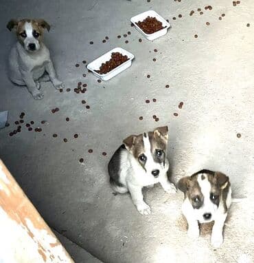 кошачий питомник в бишкеке: Умные, щеночки звоночки отдадим в добрые руки💕 — 2