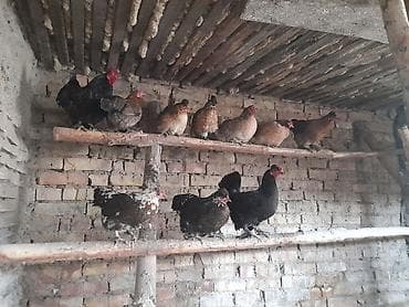 Ветеринар кызматы: Сатам | Тооктор | Үй | Көбөйтүү үчүн — 2