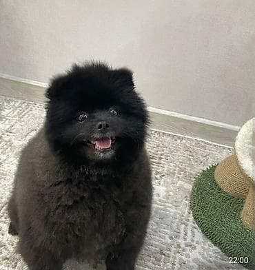 шпиц немецкий: Малый шпиц, окрас — чёрный. - Компактный формат, пушистая «лисья» — 3