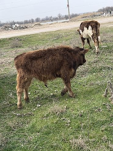 кел кел: Сатам | Бука (эркек) | Аргын, Голштин, Алатоолук — 7