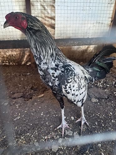 дикоративные куры: Продаю | Куры | Для разведения — 1