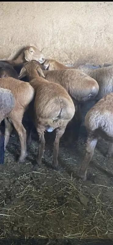 Продаю | Баран (самец) at lalafo.kg Продаю | Баран (самец)