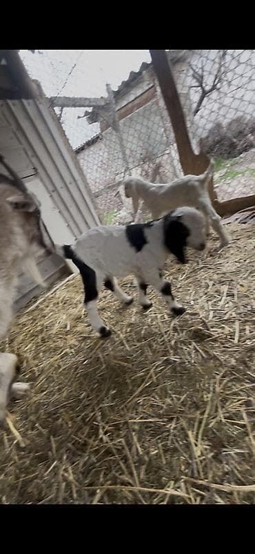 молоко осла: Продаю | Коза (самка) | Для молока — 6