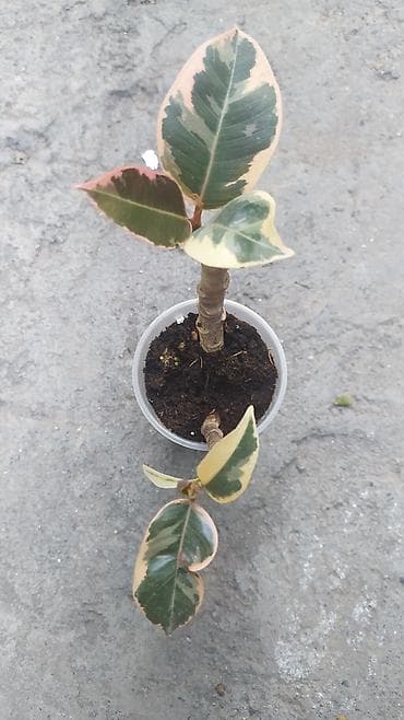 хозмаг рядом: Продаю цветы — 4