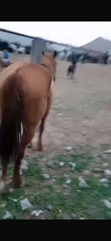 бигль собака: Продаю | Конь (самец), Жеребец | Рабочий — 3