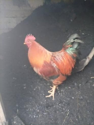 ак кой: Продаю | Петух | Для разведения — 1