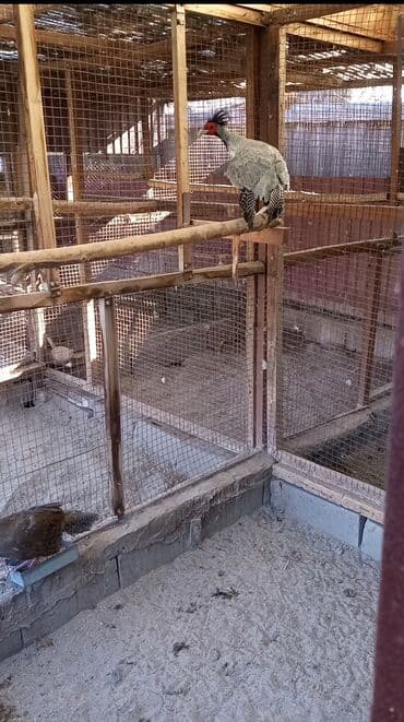 Собаки: Продаю взрослую пару серебряных фазанов Берлиоза — 4