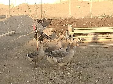 Продам с/х животных: Гуси домашние (стадо) - Порода: серые тяжелого типа (крупные — 1