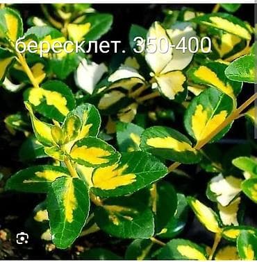 малина кг цена бишкек: - Туи колоновидные СМАРАГД— высота 100–120 см. 1400 сом. - Бузульник — — 5