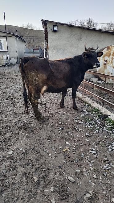 сколько стоит арабская лошадь: Продаю | Корова (самка) | Для разведения | Привязанные — 8