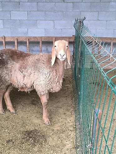 продаю тук: Продаю | Ягненок | Арашан | Для разведения | Ярка — 5