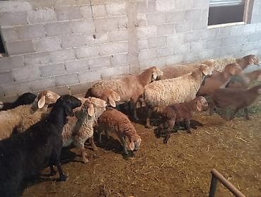 коровы телки: Продаю | Овца (самка) | Матка — 1