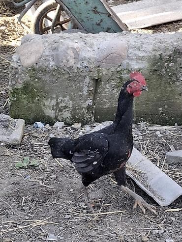 курица несушки: Продаю | Петух | Для разведения — 3
