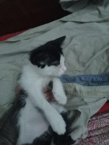 scottish fold: Котята, домашние, ласковые и игривые. - Окрас: черно-белые (несколько — 2