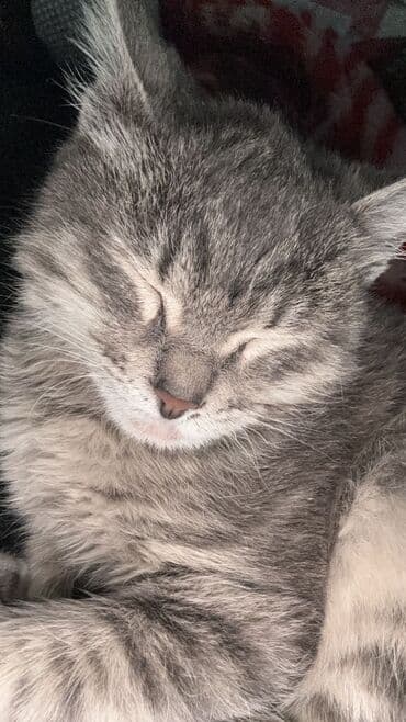 ош кошки: Кошка даром: Беспородная, Мальчик — 1