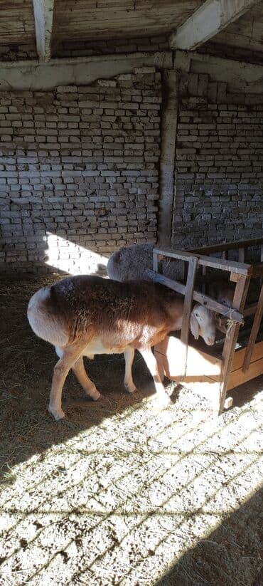 продаю в связи с переездом: Сатам | Кочкор (эркек) | Гиссар, Арашан | Союуга, Көбөйтүү үчүн — 5