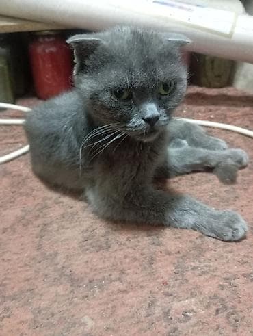 Шотландская вислоухая кошка, окрас — сплошной серый (blue). Плюшевая
