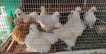 бройлеры куры: Продаю | Петух, Куры — 2