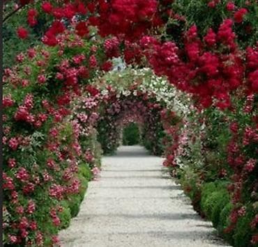 Все для дома и сада: Местные штамбовые розы трех цветные на одном штамбу.Отправка по — 4